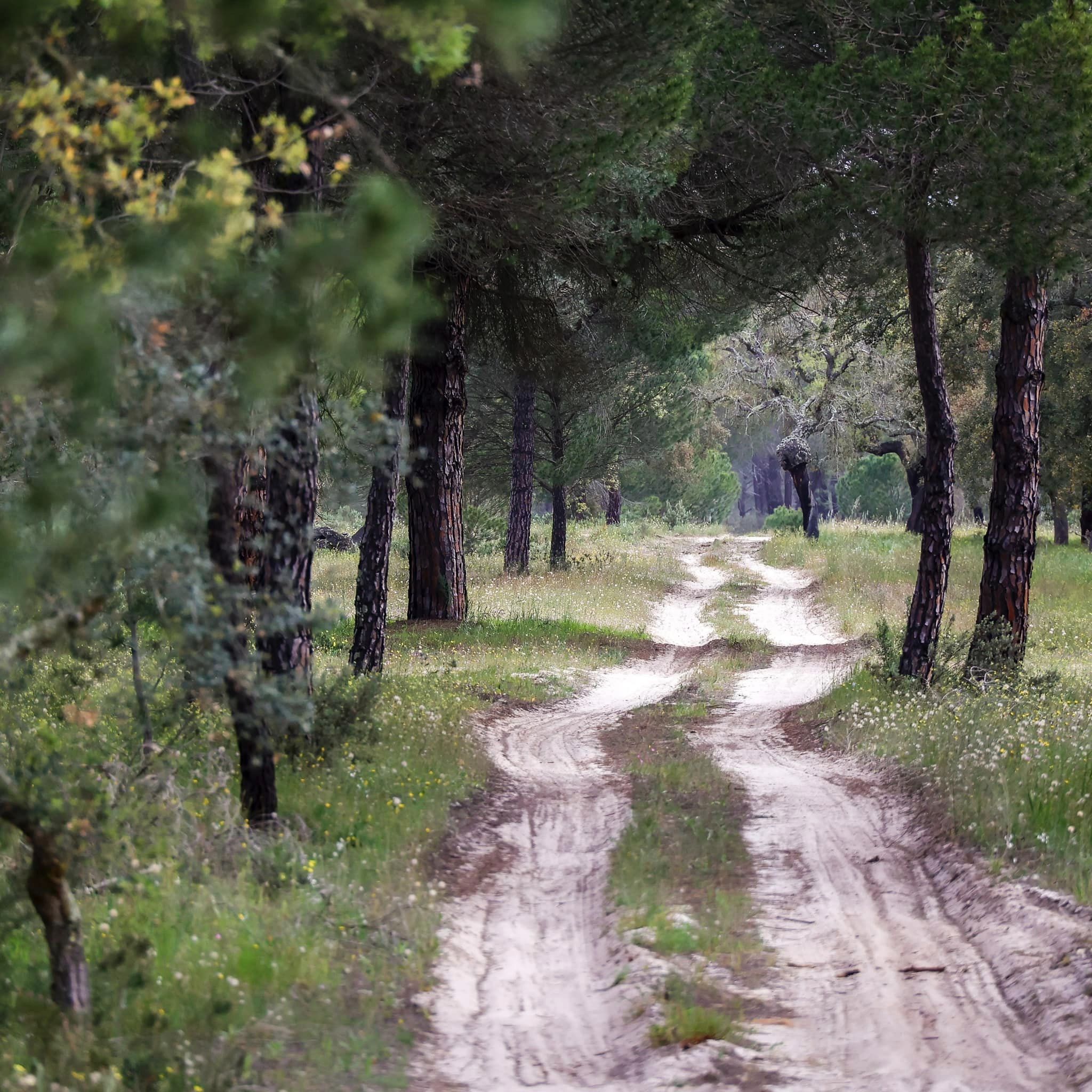Rally Raid Portugal: Mais de 1.000 quilómetros de percurso